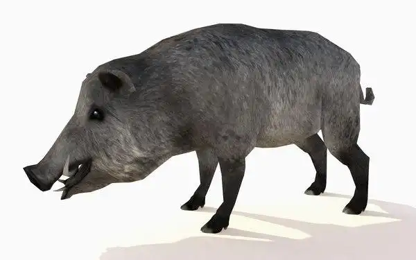 wild boar animations 3d model