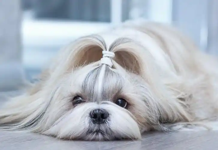 西施犬吃多了拉稀怎么办