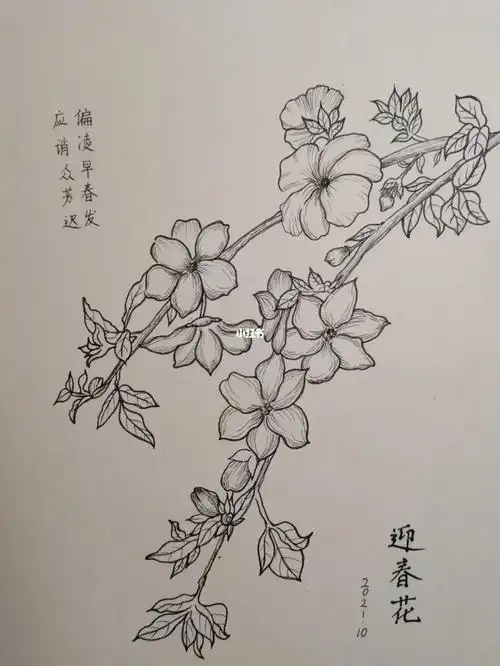 迎春花临摹_临摹_绘画_兴趣爱好_绘画