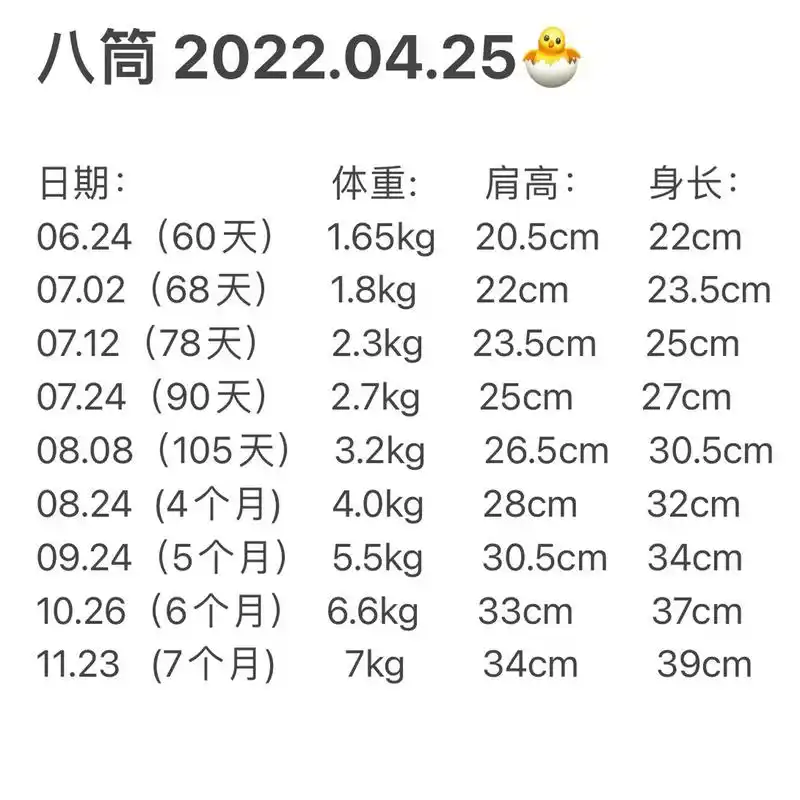 柴犬几个月定型?
