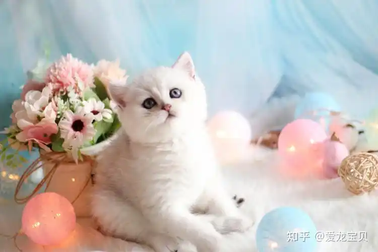 3300的银渐层品相还ok吗? - 知乎