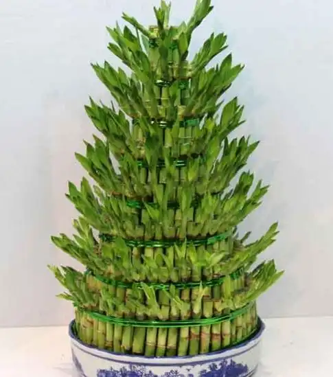 转运竹摆放哪风水好旺财