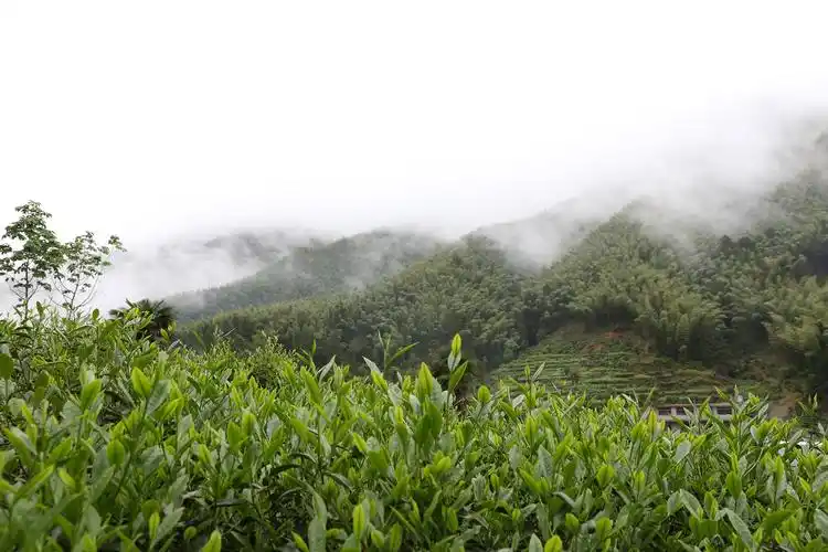 正山小种生长环境正山小种采用当地传统工艺制作,具有松烟香和桂圆干