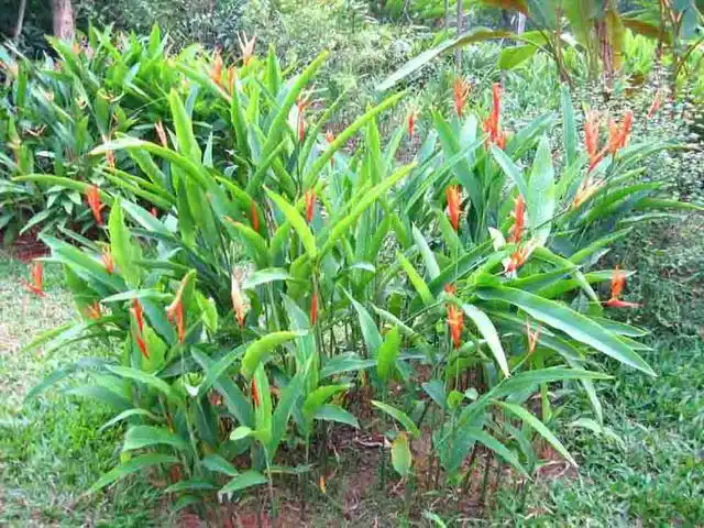 野山姜可以用来煮水喝,对女孩子身体有很大的好处,快来了解