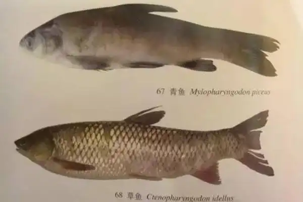 青鱼和草鱼的区别是什么