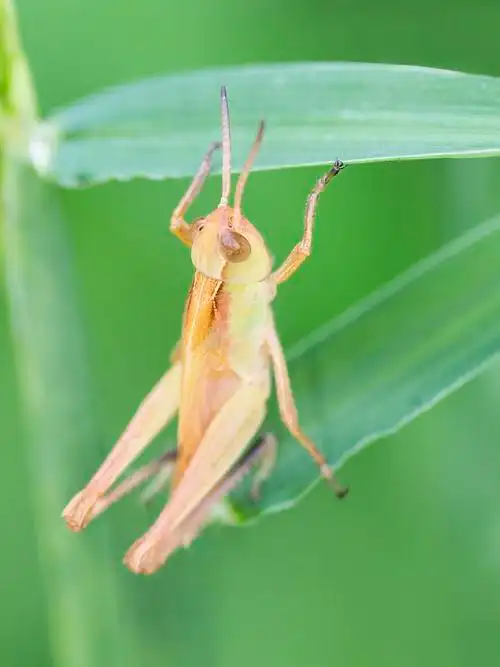 【蝗虫摄影图片】生态摄影_y650513的博客_太平洋电脑网摄影部落