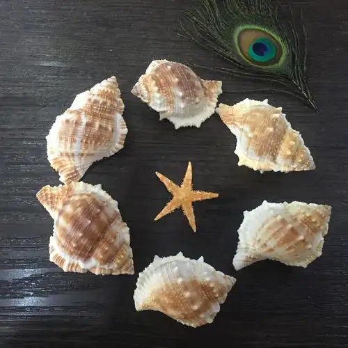 圣诞用品配件 扁刺螺 海参螺 鱼缸水族箱装饰 亚马逊供应商