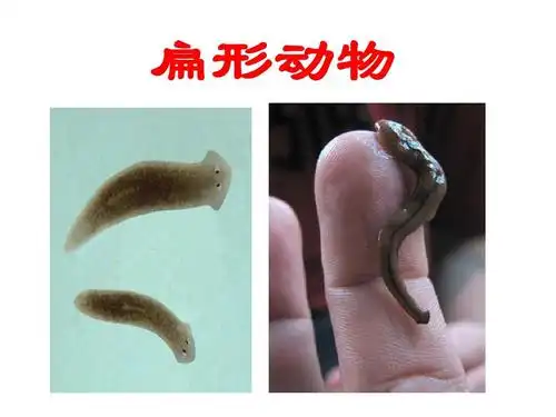 扁形动物ppt