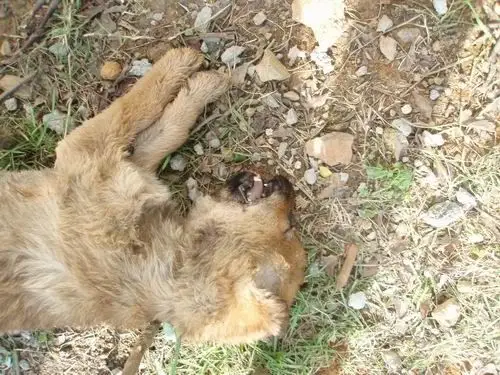 我家的狗狗死了,他才5个月,我才和他有了感情他就死了,一个耳朵直,一