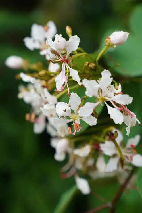 深山处,寂寞开无主——粉叶羊蹄甲