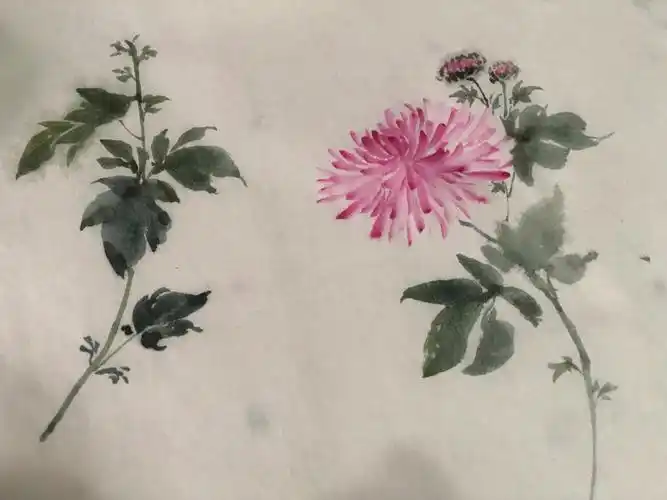 国画打卡17菊花不同画法