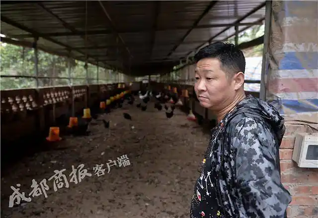 红遍全国的他如今隐居山林去养鸡