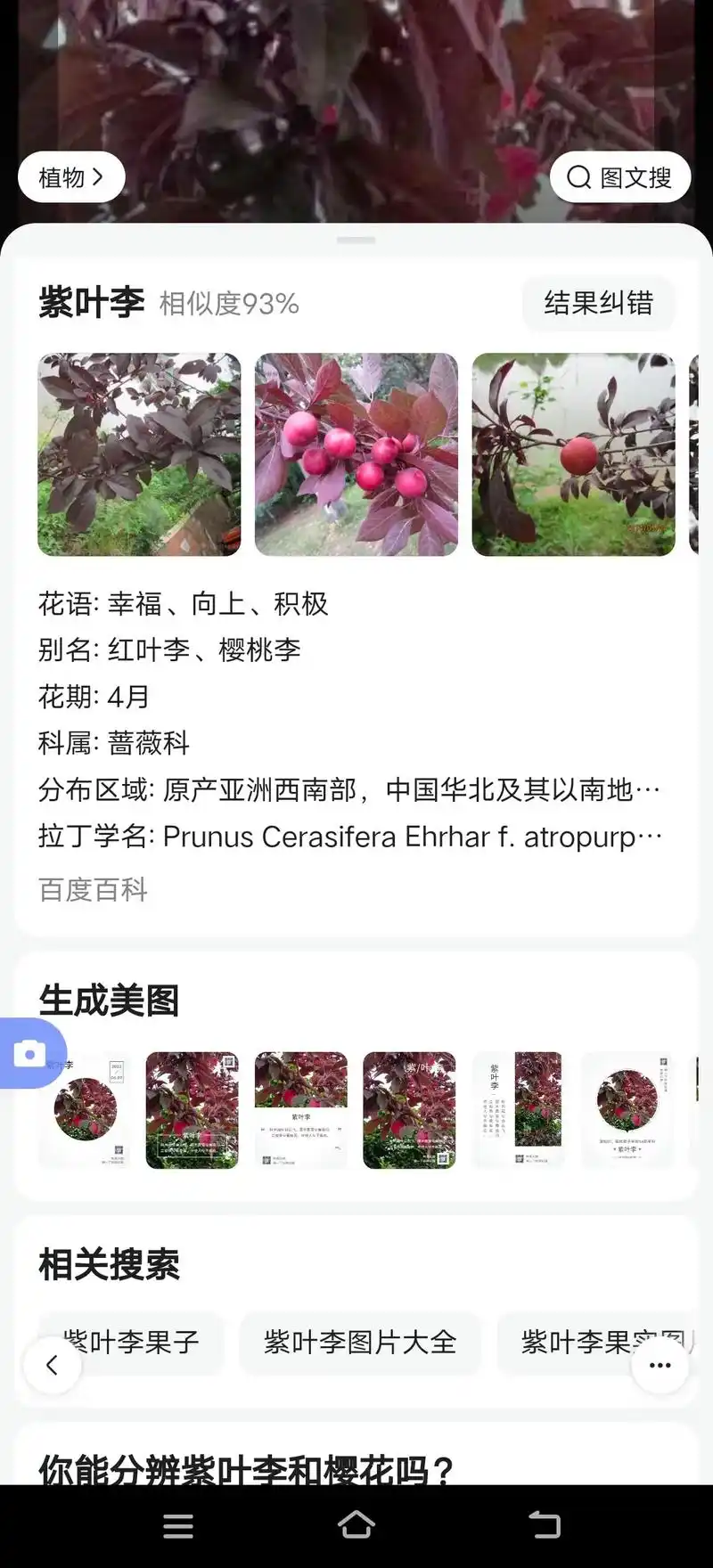 终于知道是什么果子了,紫叶李  可以吃 把度娘给忘了98 - 抖音