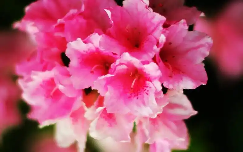 殷红似火的杜鹃花,高清图片,电脑桌面-壁纸族