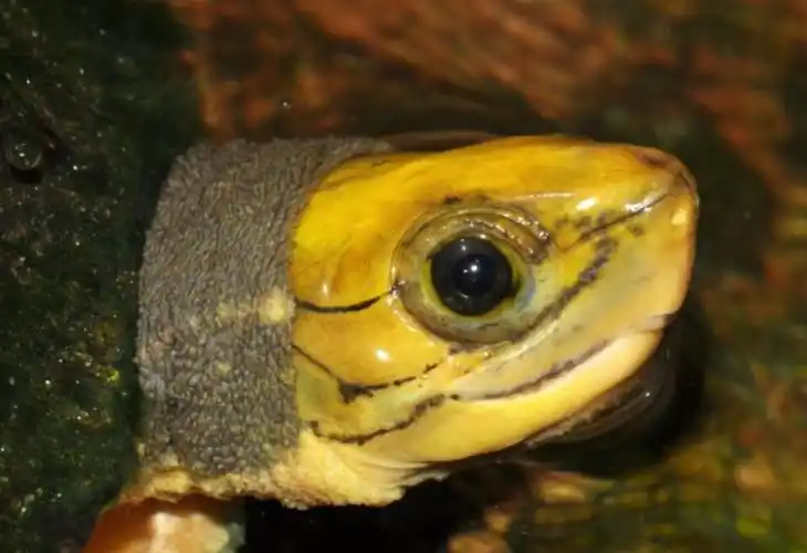 p>金头闭壳龟(学名: i>cuora aurocapitata /i