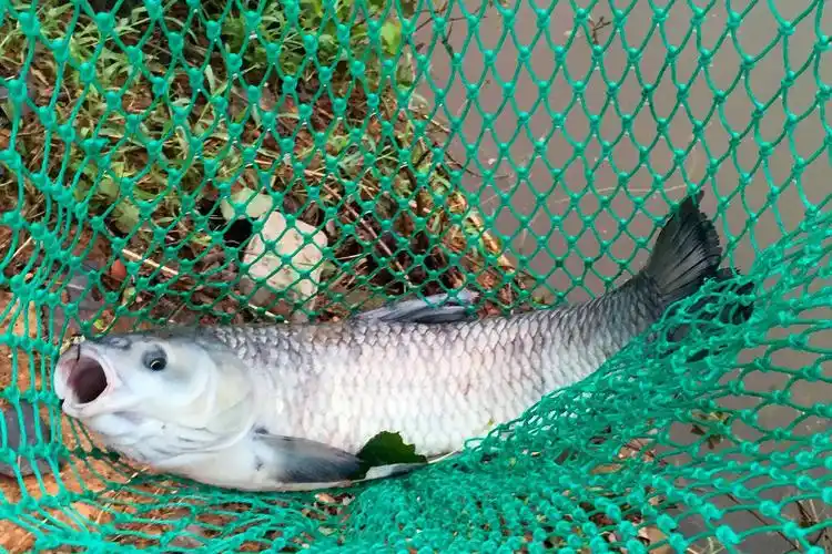 原创怎么才能钓到大青鱼怎么吸引大青鱼进窝钓大青鱼的四个关键点