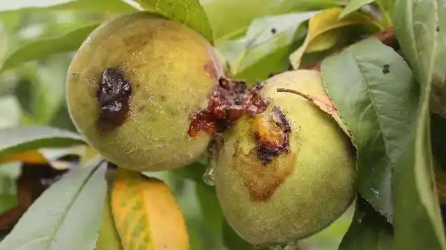 令人头疼的桃小食心虫