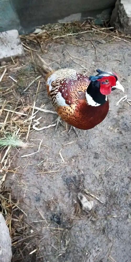 野山鸡飞进围墙.