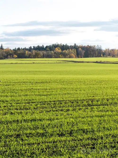 绿色的田野, 树木在该国