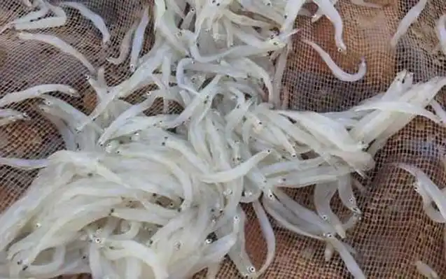 银鱼是什么鱼?