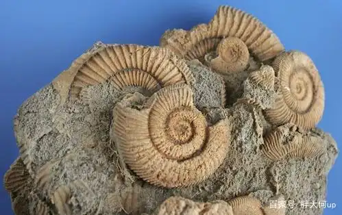 动物界的活化石!经历数次大灭绝依然存在,人类能造出潜艇全靠它