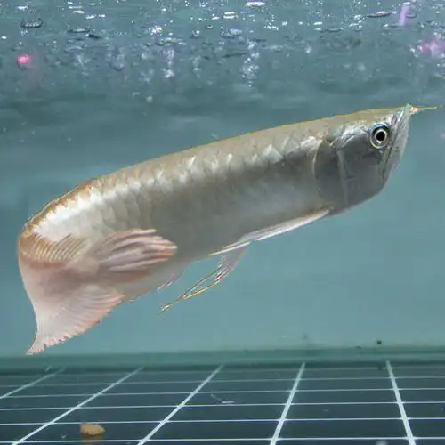 鱼苗银龙活体观赏观赏鱼热带淡水中大型风水龙鱼鱼