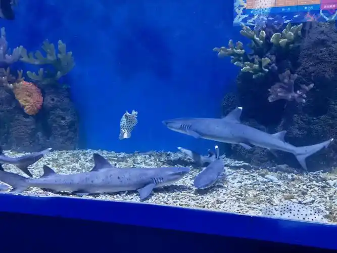 许昌海洋馆二刷比一刷更详细的攻略