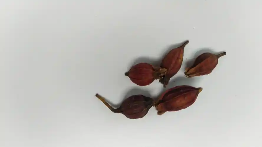 泡栀子有什么功效(泡栀子功效大揭秘,让你惊喜不断)