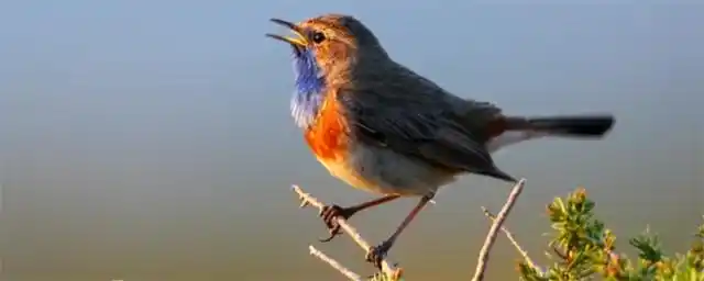 也可以用一个小铁环做成一个"颈索",挂在蓝靛颏鸟脖子上,用一根结实的