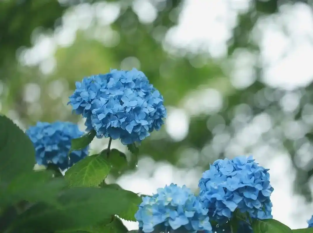 创作灵感 不同颜色的绣球花,有着不同的花语,蓝 - 抖音