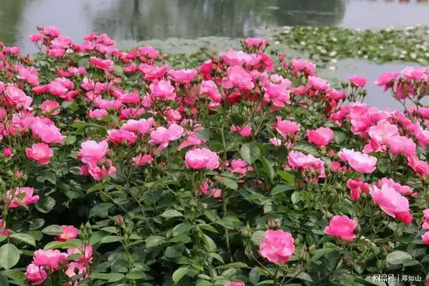 月季花争相绽放,绚丽多彩,蔚为壮观,漫步在月季岛和月季长廊的花海中