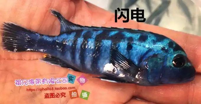 蓝阿里 三湖慈鲷 坦鲷 马鲷 热带鱼 观赏鱼活体 鲷科鱼批发