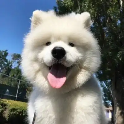 萨摩耶头像 高清超萌可爱的萨摩耶微信头像图片_动物头像_美头网