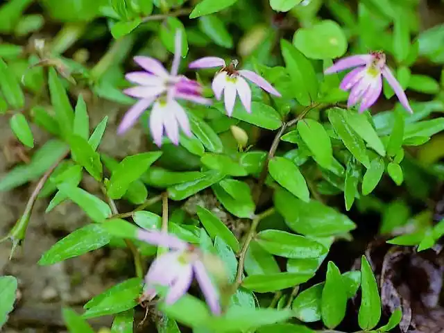 半边莲-功效与作用-中药药用价值网