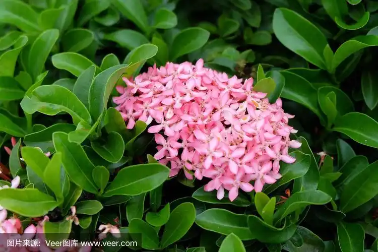 粉色,佛,茉莉,水平画幅,尖的