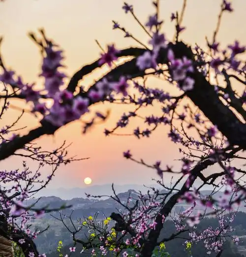 渝北.金凤桃花2019,3,18