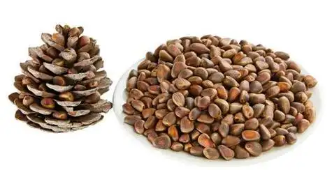 红松子的功效与作用(东北红松子的功效与作用)-粮油