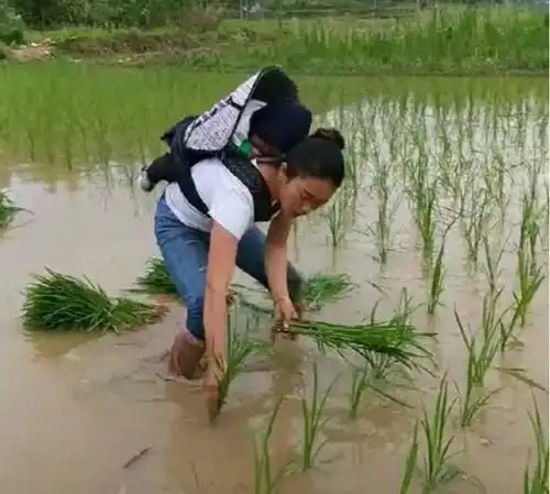 背着娃在水稻田插秧的农村女子,你认识吗?太美了!