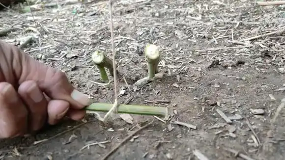 简单的野鸡套陷阱,非常简单灵敏实用-三农视频-搜狐视频