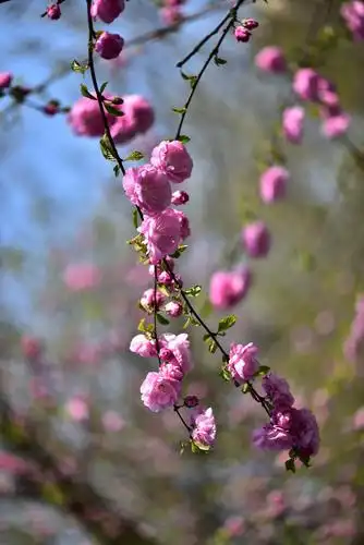 2020年春天的繁花似锦