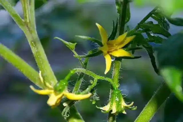 吃了一辈子蔬菜 却从不知道它们的花这么美!