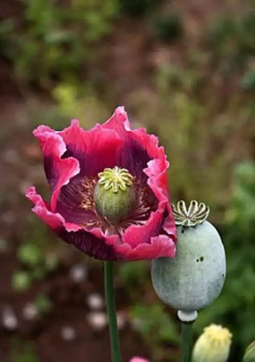 我母亲在自家菜地里种了十二三颗大烟被派守所拍了照片并且铲除了,请