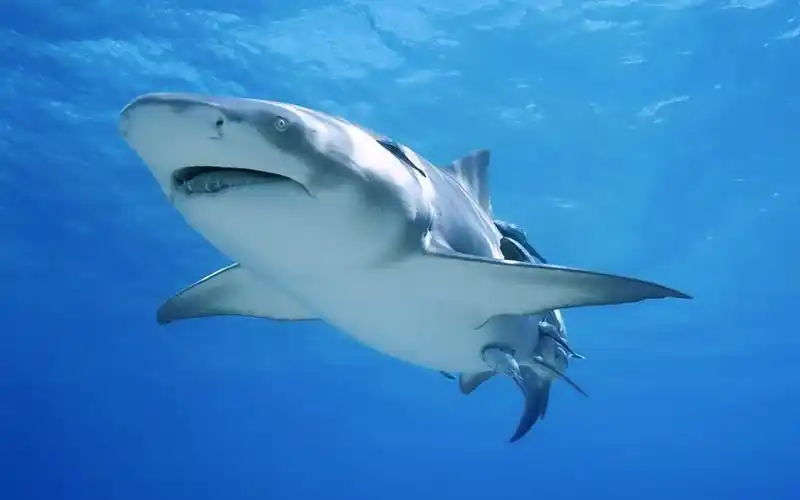 描述: 鲨鱼海洋-动物摄影壁纸 当前壁纸尺寸: 1280 x 800