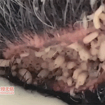 gif图:头和眼都生蛆的乞丐,然而是活人,伤口生蛆成这样也是少见