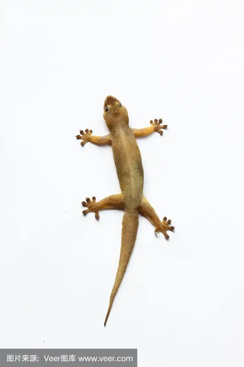 隔离在白色壁虎,壁虎