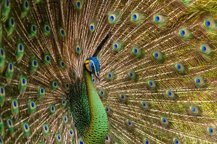 石竹的相册-绿孔雀