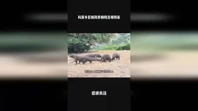 科莫多巨蜥同类相残互相残杀|科摩多巨蜥|底特律老虎