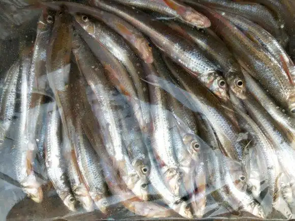 船丁鱼属江河小型鱼,头大尾小,体呈方形长锥体,船