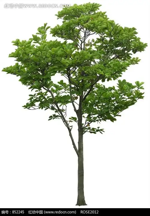 一颗成长良好的小树苗摄影照片