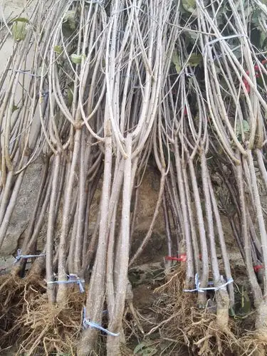 山东省泰安市大樱桃苗基地江苏大樱桃苗货到付款